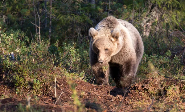 Uma Foto Urso Pardo Finlândia — Fotografia de Stock