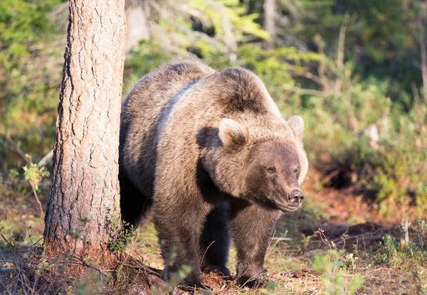 芬兰棕熊的照片 — 图库照片