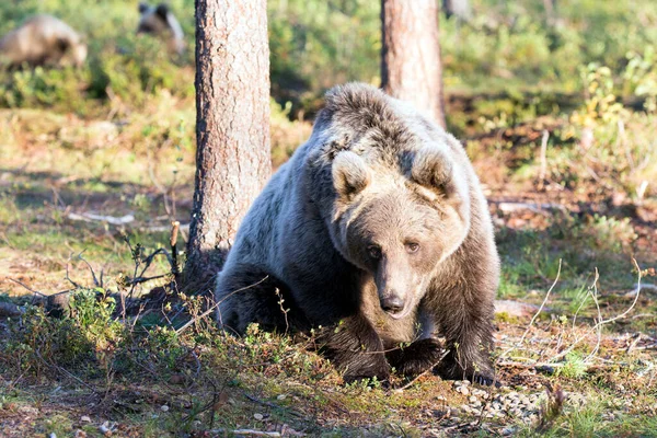 Egy Fotó Barna Medvéről Finnországban — Stock Fotó