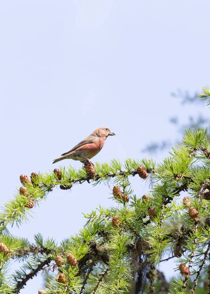 イタリアの春の間の赤いクロスビルの鳥の写真 — ストック写真