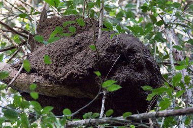 Meksika 'da termitlerin yaptığı bir ağaçtaki kovan manzarası