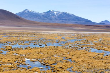 Şili 'nin kuzeyindeki El Tatio bölgesinde manzara