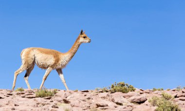 Şili 'nin kuzeyinde bir Vicuna manzarası