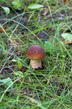 Finlandiya 'da boletus mantarı manzarası