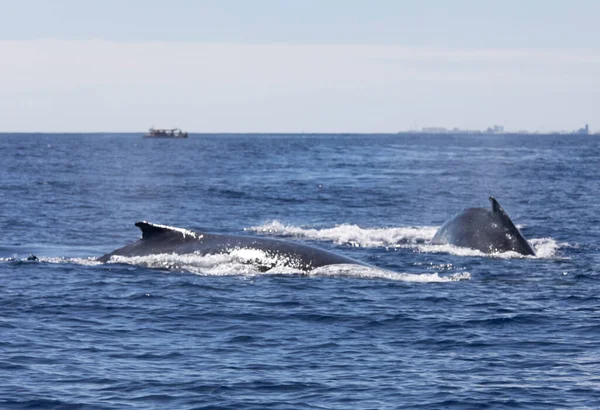 Blick Auf Den Schwimmenden Wal Auf Reunion Frankreich — Stockfoto