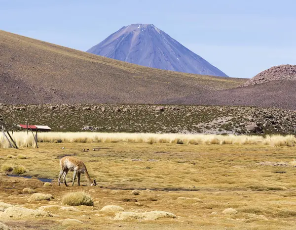 Vue Une Vicuna Nord Chili — Photo