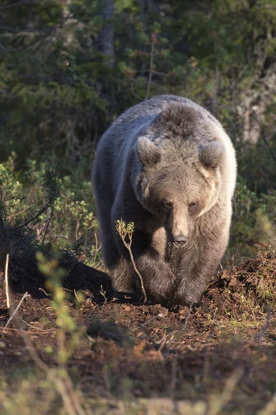 Widok Niedźwiedzia Brunatnego Finlandii — Zdjęcie stockowe