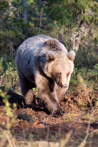 Egy Barna Medve Látványa Finnországban — Stock Fotó