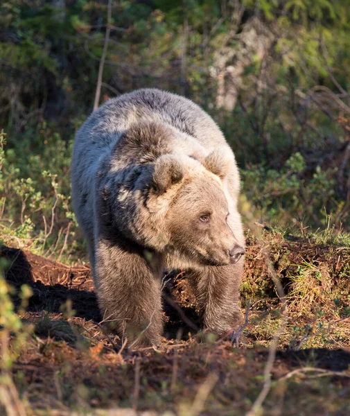 Egy Barna Medve Látványa Finnországban — Stock Fotó