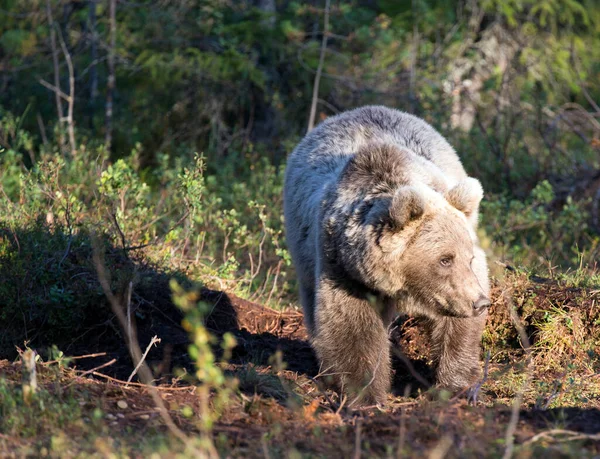 Вид Бурого Медведя Финляндии — стоковое фото