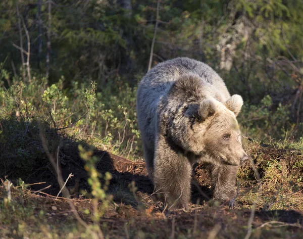 Pohled Medvěda Hnědého Finsku — Stock fotografie
