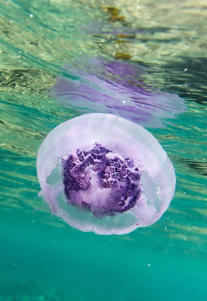 stock image View of a jellyfish in Sharm El Sheik, Egypt