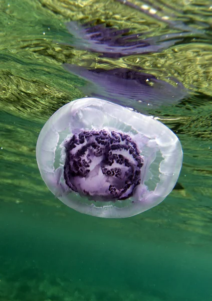 View Jellyfish Sharm Sheik Egypt — Stock Photo, Image