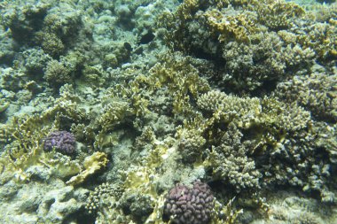 Sharm el Sheik, Mısır 'daki mercan resifinin manzarası