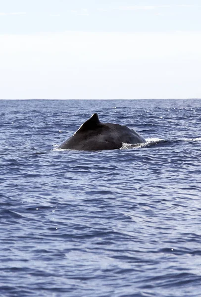 Veduta Della Balena Reunion Francia — Foto Stock