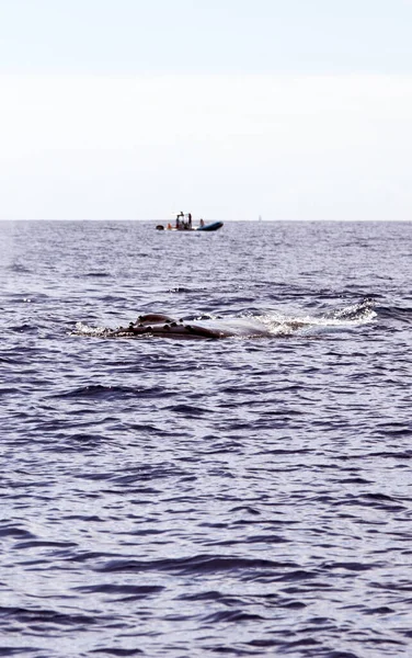 法国拉留尼旺岛鲸鱼观 — 图库照片