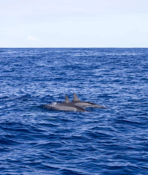 Veduta Due Delfini Reunion Francia — Foto Stock