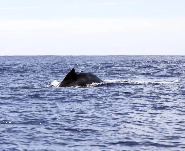 Veduta Della Balena Reunion Francia — Foto Stock