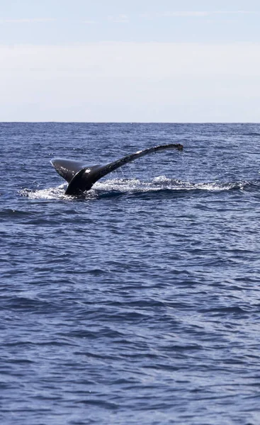 レユニオン フランスのクジラの眺め — ストック写真