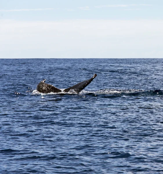 Blick Auf Wale Reunion Frankreich — Stockfoto