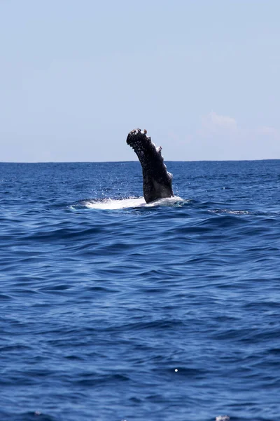 レユニオン フランスのクジラの眺め — ストック写真