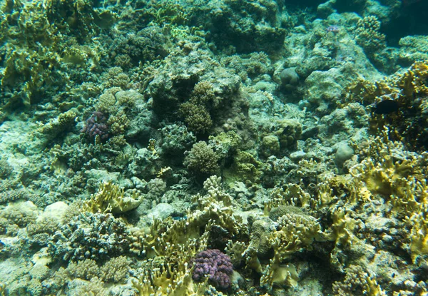 Veduta Della Barriera Corallina Sharm Sheik Egitto — Foto Stock