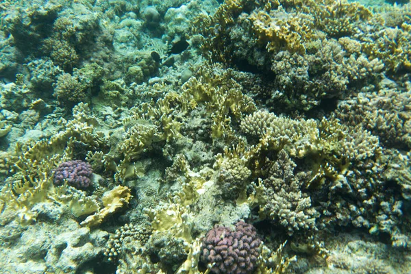 Över Korallrev Sharm Sheik Egypten — Stockfoto