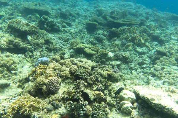 Vista Recife Coral Sharm Sheik Egito — Fotografia de Stock
