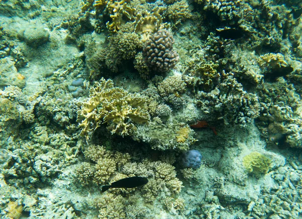 Вид Кораллового Рифа Шарм Эль Шейхе Египет — стоковое фото