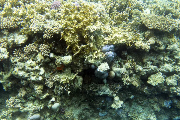 Vista Del Arrecife Coral Sharm Sheik Egipto —  Fotos de Stock