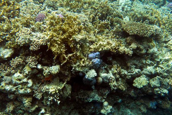 Över Korallrev Sharm Sheik Egypten — Stockfoto
