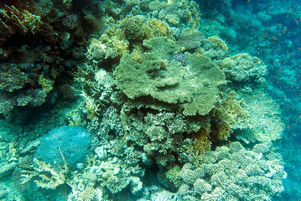 이집트 셰이크에 산호초의 — 스톡 사진