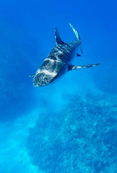 Вид Акулу Новой Каледонии — стоковое фото