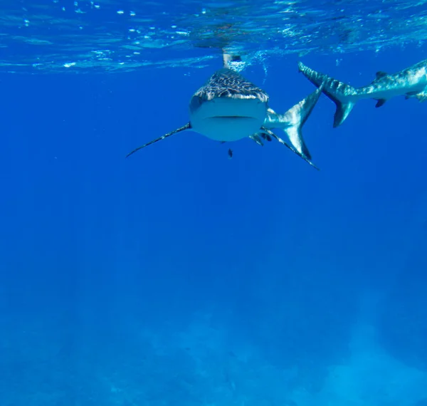 Une Vue Rapprochée Requin Nouvelle Calédonie — Photo
