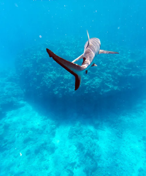 Une Vue Rapprochée Requin Nouvelle Calédonie — Photo