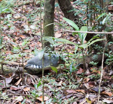 Yeni Kaledonya 'daki Cagou kuşunun manzarası