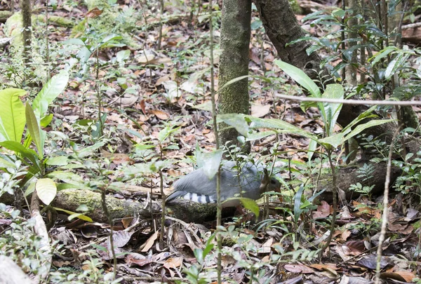 Yeni Kaledonya Daki Cagou Kuşunun Manzarası — Stok fotoğraf