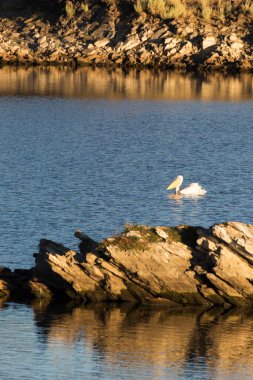 Namibya 'daki büyük beyaz pelikan manzarası