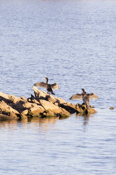 Vista Grandes Pássaros Corvos Marinhos Namíbia — Fotografia de Stock