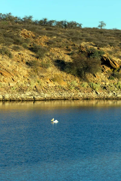 Uma Vista Grande Pelicano Branco Namíbia — Fotografia de Stock