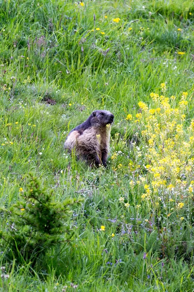 View Alpine Marmot North Italy — Stock Photo, Image