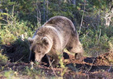 Yazın Finlandiya 'da kahverengi ayı fotoğrafı 