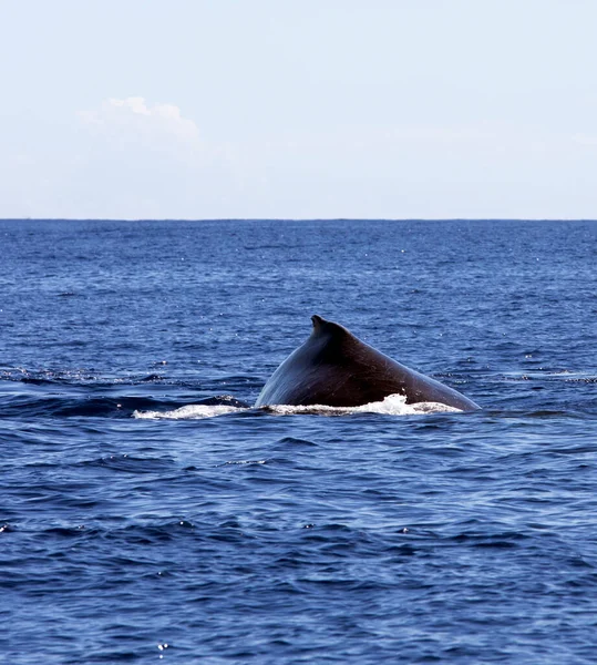 レユニオンのクジラの写真 — ストック写真