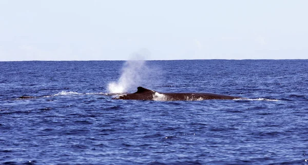 Μια Φωτογραφία Της Φάλαινας Στη Reunion Γαλλία — Φωτογραφία Αρχείου