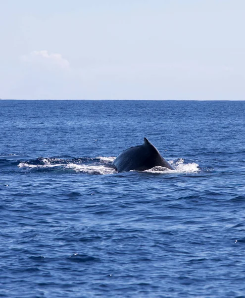 法国拉留尼旺岛鲸鱼的照片 — 图库照片
