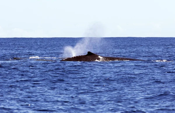 Zdjęcie Wieloryba Reunion Francja — Zdjęcie stockowe