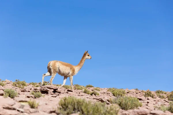 Una Vista Cercana Una Vicuña Bolivia — Foto de Stock