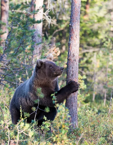 芬兰夏天一只棕熊的照片 — 图库照片