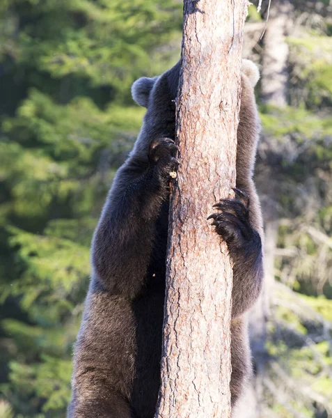 Foto Beruang Cokelat Selama Musim Panas Finlandia — Stok Foto