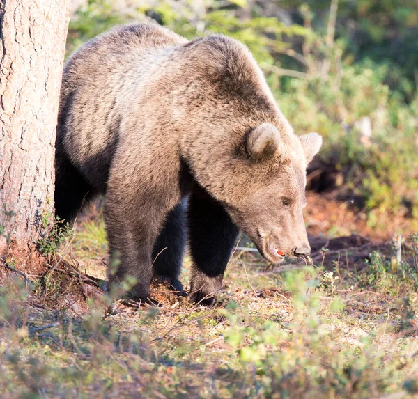 フィンランドの夏の間の茶色のクマの写真 — ストック写真
